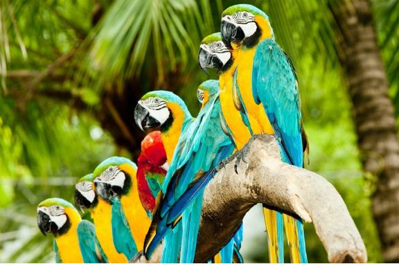 鹦鹉生病了怎么喂水喝好,鹦鹉渴了会怎么样