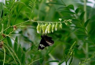 比黄连苦的药还有哪些,比黄连还苦的是什么药