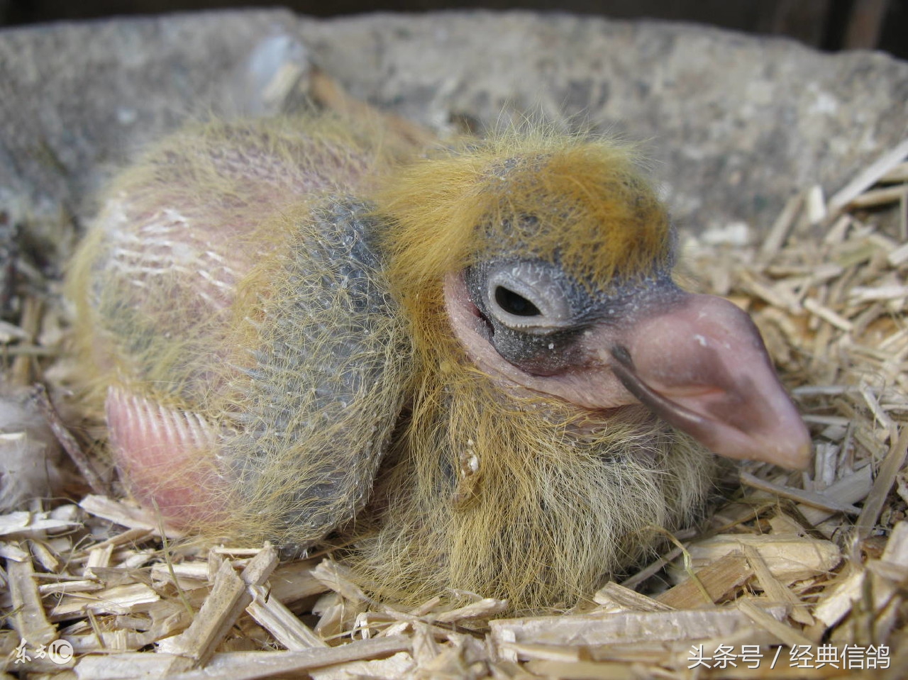 关于信鸽的知识大全,信鸽羽毛知识