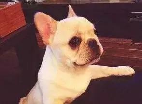 天气降温狗狗拉肚子怎么办,斗牛犬天气太热喘气怎么办