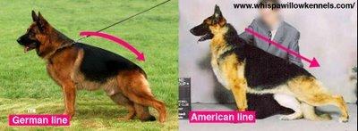 德牧血统信息查询,德牧血统一览表