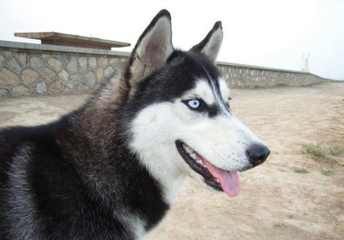 哈士奇西伯利亚雪橇犬拉雪橇,哈士奇西伯利亚雪橇犬走秀