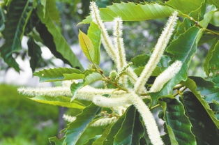 莱阳水口地趟拳传奇