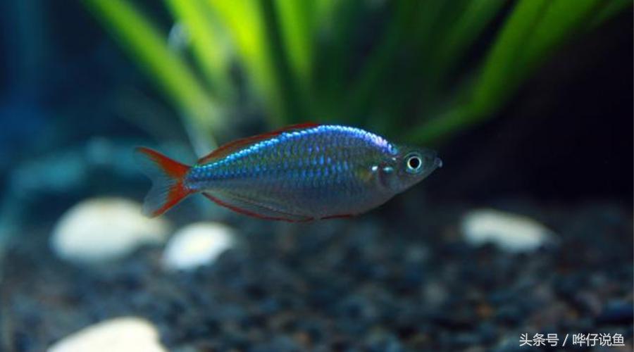 最漂亮的鱼缸大全,六大美女都有哪些