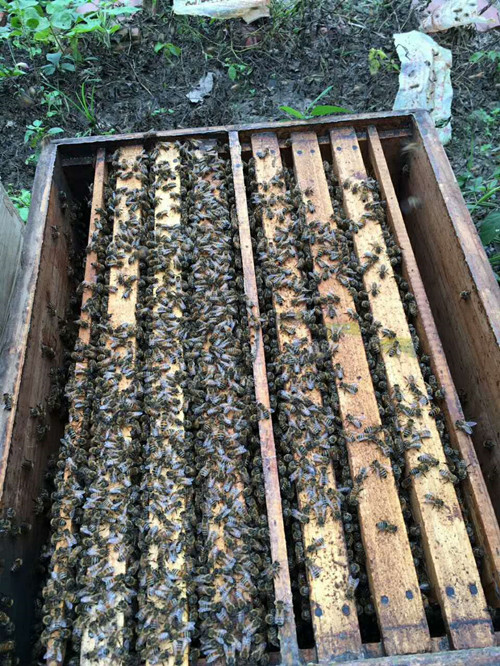 国庆回一趟乡下老家，真有十里飘香的蜂蜜，我再也不买进口蜂蜜了