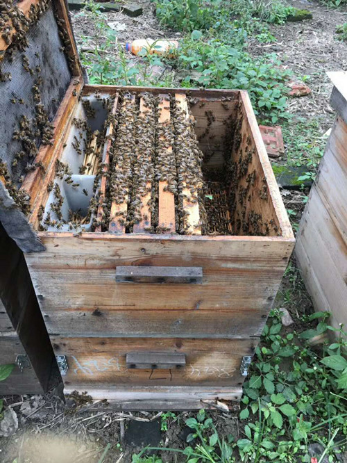 国庆回一趟乡下老家，真有十里飘香的蜂蜜，我再也不买进口蜂蜜了