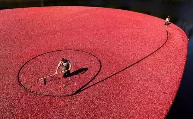 蔓越莓背后的神秘传说，她是个有故事的水果