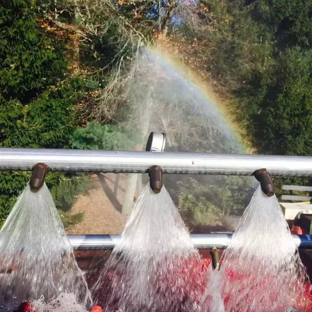 蔓越莓背后的神秘传说，她是个有故事的水果