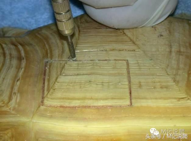 苏卡达陆龟乌龟卡脖子,苏卡达陆龟下颚裂开