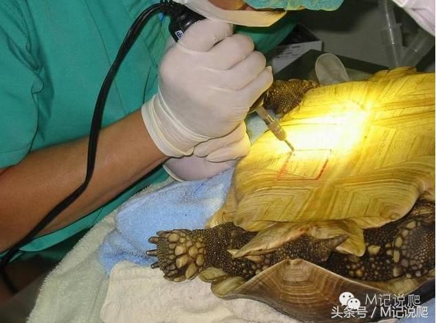 苏卡达陆龟乌龟卡脖子,苏卡达陆龟下颚裂开