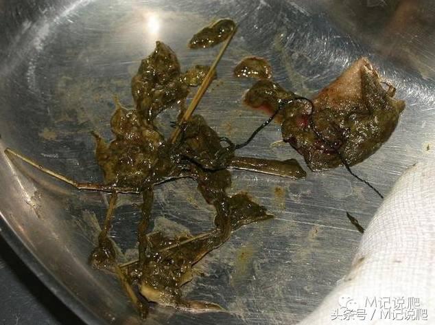 苏卡达陆龟乌龟卡脖子,苏卡达陆龟下颚裂开