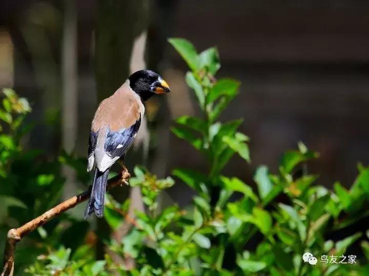 养蜡嘴鸟的心得,养黑尾蜡嘴鸟要关注什么