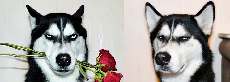 哈士奇西伯利亚雪橇犬拉雪橇,哈士奇西伯利亚雪橇犬走秀