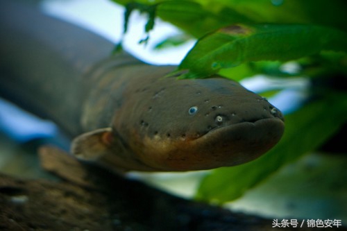 世界最致命的鱼,世界上最危险的鱼