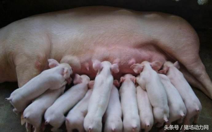 仔猪站立不稳摇晃转圈圈是什么病,保育猪常见病快速诊疗图谱