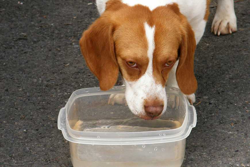 间质性膀胱炎多喝水有效果吗,急性膀胱炎不治多喝水能好吗