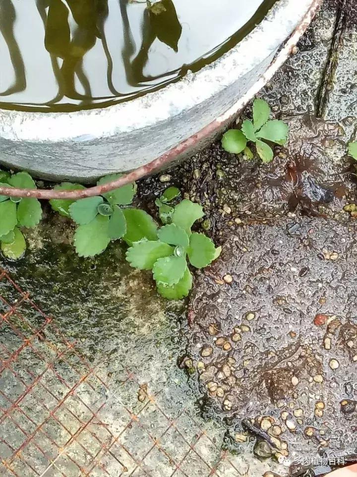 不死鸟的正确养法,如何养不死鸟