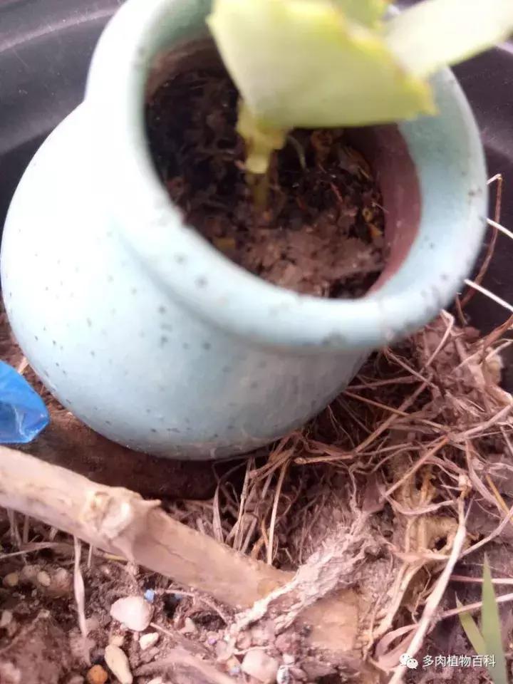 不死鸟的正确养法,如何养不死鸟