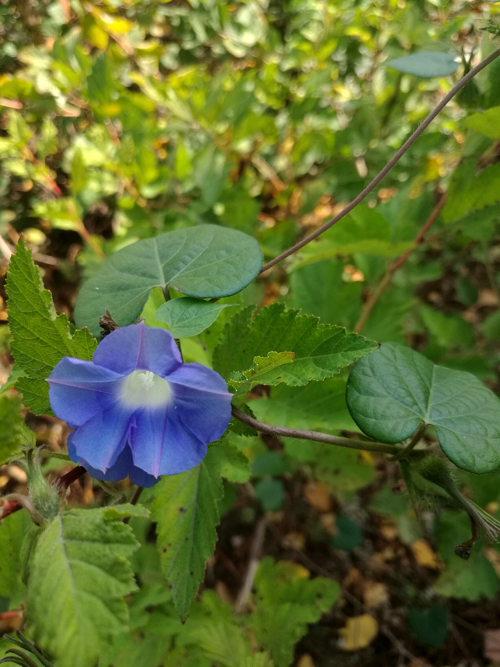 牵牛花有什么神奇之处,随处可见的牵牛花
