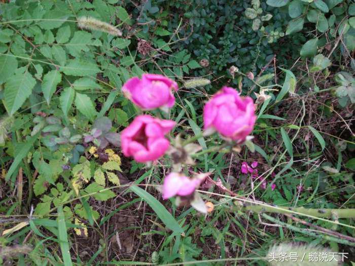 如何对付强迫症的思维,强迫症怎么做到顺其自然呢