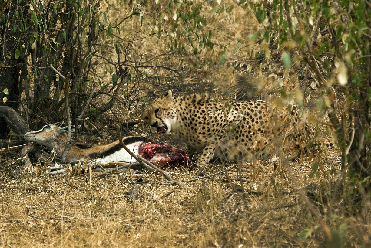 东非野生动物大迁徙纪录片视频,东非动物大迁徙纪录片摄影师