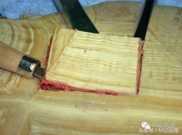 苏卡达陆龟乌龟卡脖子,苏卡达陆龟下颚裂开