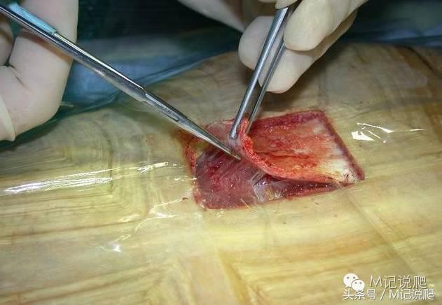 苏卡达陆龟乌龟卡脖子,苏卡达陆龟下颚裂开