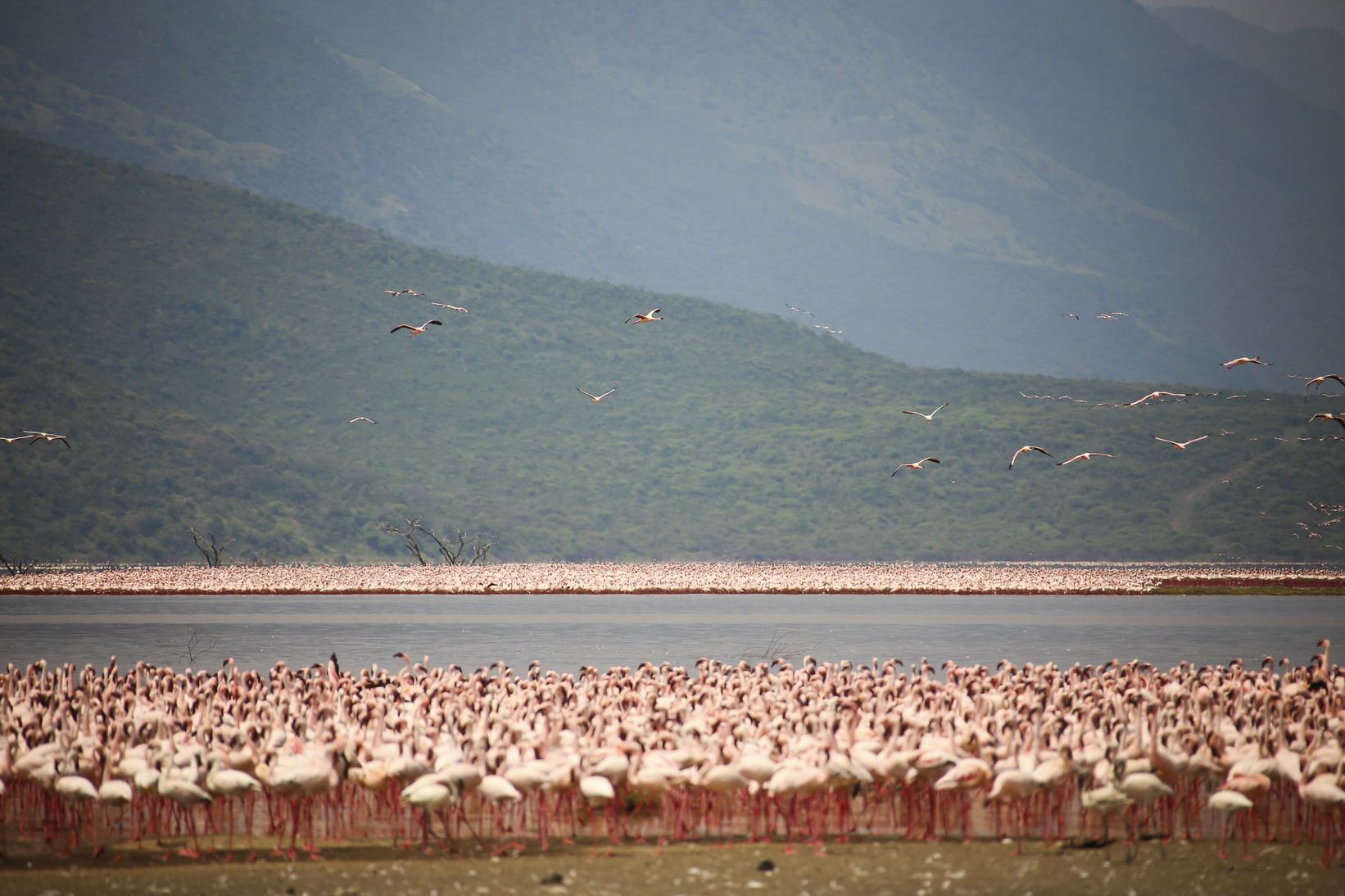 东非野生动物大迁徙纪录片视频,东非动物大迁徙纪录片摄影师