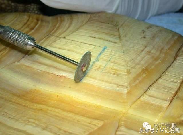 苏卡达陆龟乌龟卡脖子,苏卡达陆龟下颚裂开