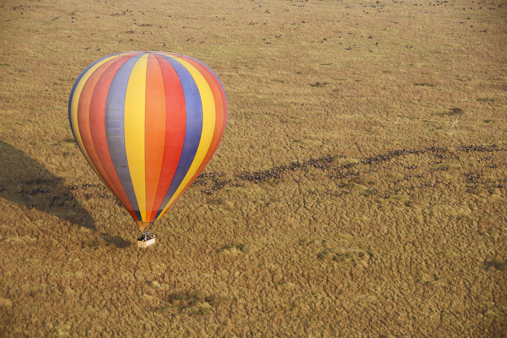 东非野生动物大迁徙纪录片视频,东非动物大迁徙纪录片摄影师