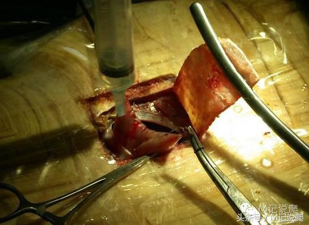 苏卡达陆龟乌龟卡脖子,苏卡达陆龟下颚裂开