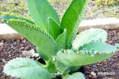 不死鸟的正确养法,如何养不死鸟