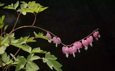 一茶一壶怎么换茶,一壶侍一茶是什么意思