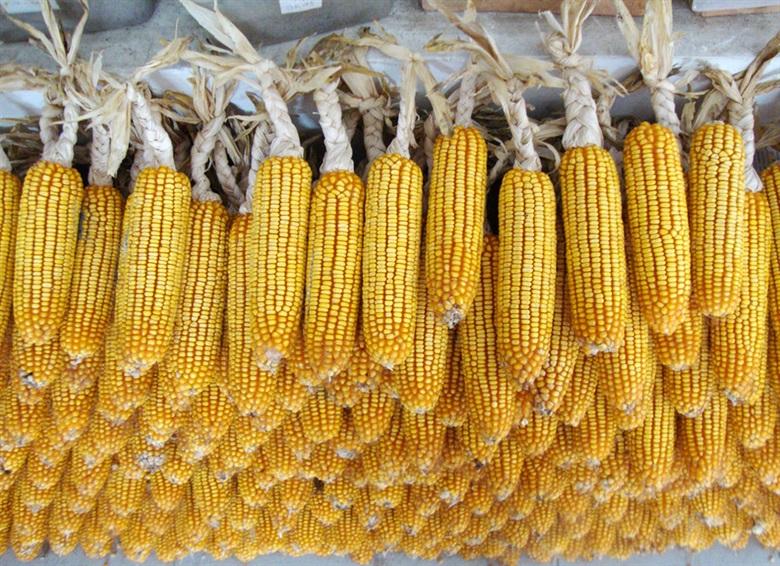 玉米水分怎么算均价,玉米水分分析标准