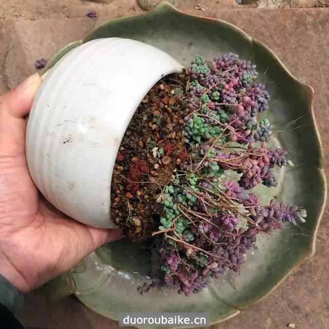 姬星美人爆盆技巧,姬星美人换盆视频