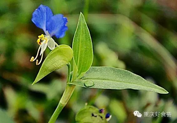 踏青挖野菜指南,最好玩的野趣旅游地方采野菜