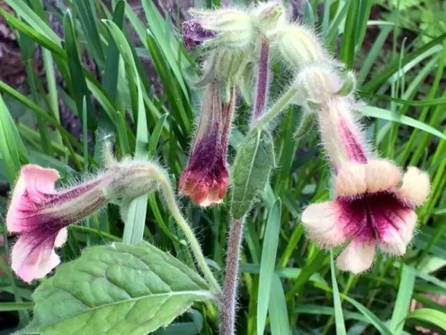 踏青挖野菜指南,最好玩的野趣旅游地方采野菜