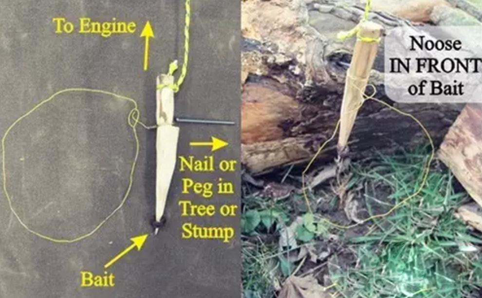 野外生存diy教你制作捕捉陷阱,野外求生陷阱简单大全