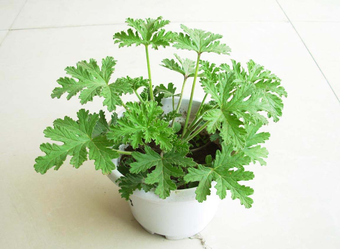 夏日防蚊虫植物,夏天快来了防蚊通风