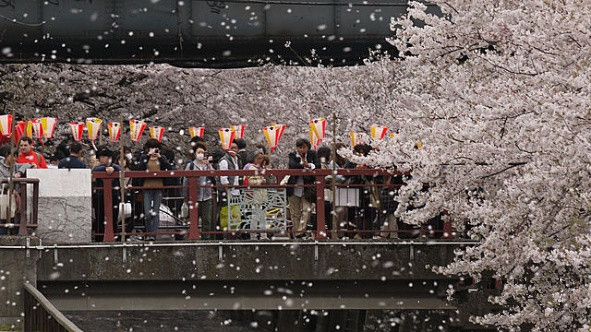旅游景点樱花谷攻略,赏樱攻略和景点推荐