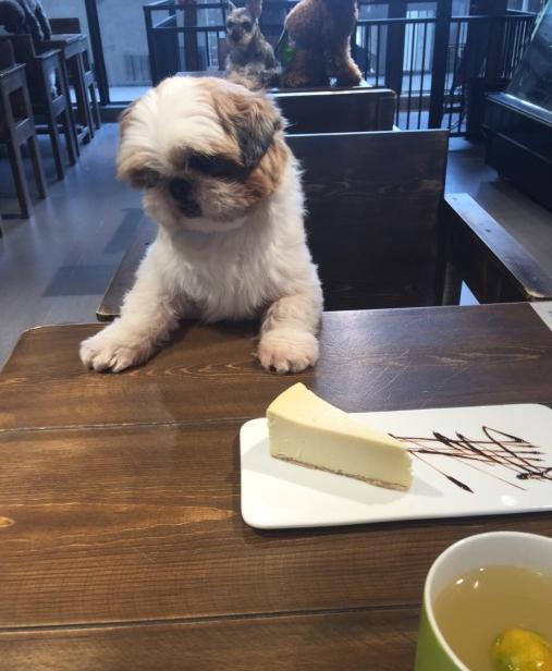 上海狗狗咖啡馆推荐,上海小众咖啡馆