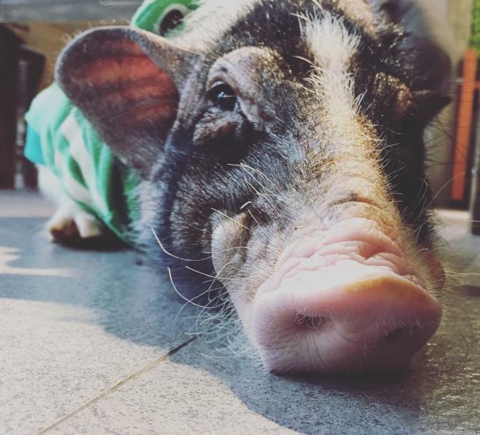 上海狗狗咖啡馆推荐,上海小众咖啡馆