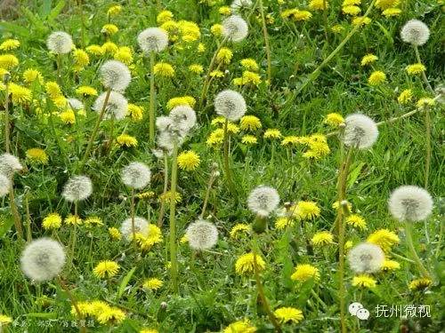 清明来上坟采野菜,清明祭祖去地里拿啥