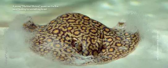 原生魟鱼,魟鱼原生态生活