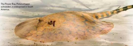 原生魟鱼,魟鱼原生态生活