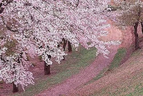 2021年大连踏青好去处,大连春季踏青的绝佳去处
