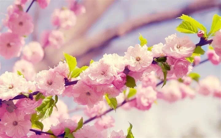 十里春风赏花季，你的朋友圈配词准备好了吗？