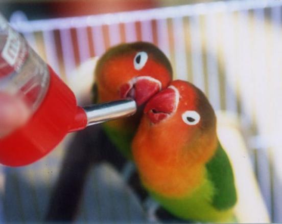 鹦鹉生病了怎么喂水喝好,鹦鹉渴了会怎么样