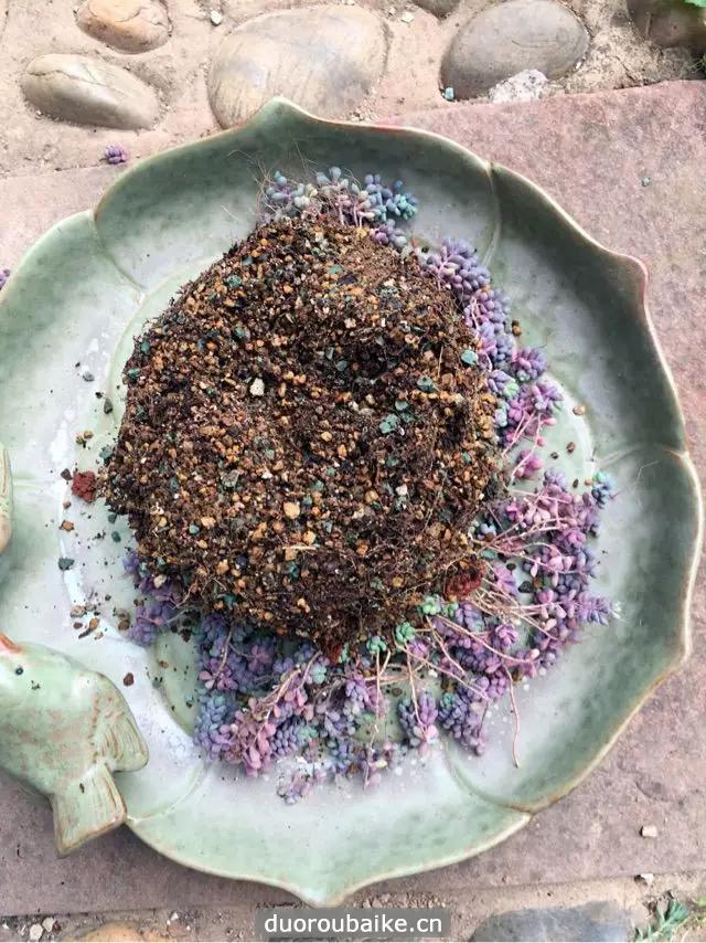 姬星美人爆盆技巧,姬星美人换盆视频