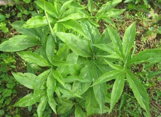 踏青挖野菜指南,最好玩的野趣旅游地方采野菜